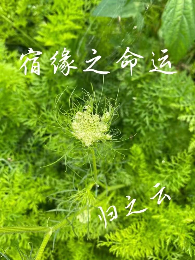 宿缘海景公寓酒店