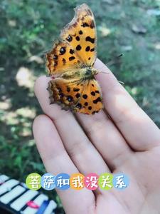 菩萨和佛有什么区别